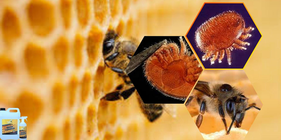 Hoe bescherm je je bijen tegen varroamijten?