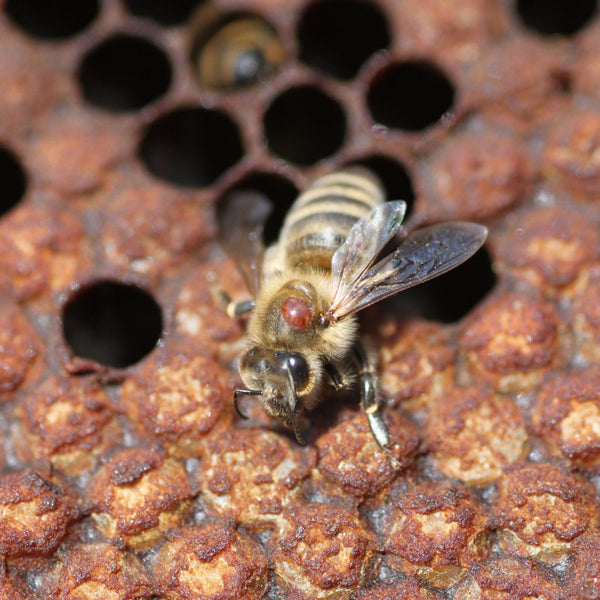 Laten we de bijen redden: alles wat u moet weten over Varroa en de gevaren ervan