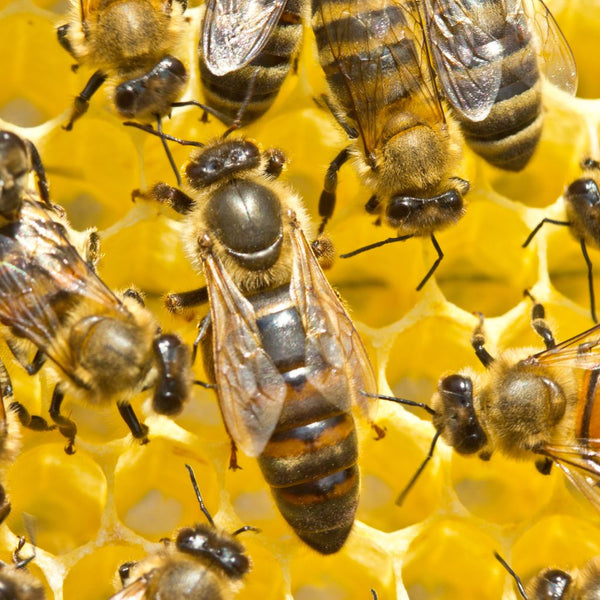 5 essentiële tips om Varroa te bestrijden en uw bijenkolonies te redden