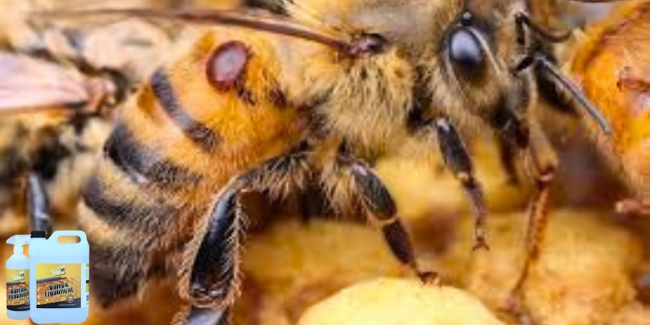 Innovatie in de bescherming van bijen: het baanbrekende product tegen Varroa