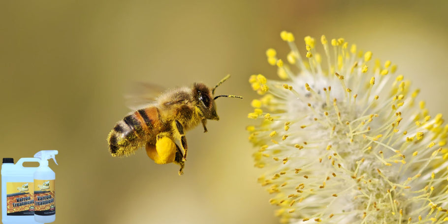 De varroamijt: een onzichtbare vijand van bijenkorven