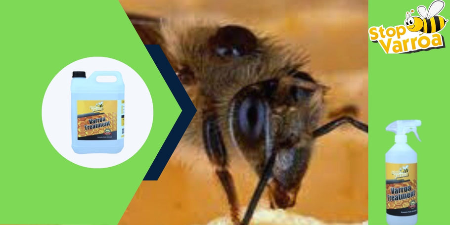 Anti-Varroa-revolutie: de oplossing die uw bijen zal redden