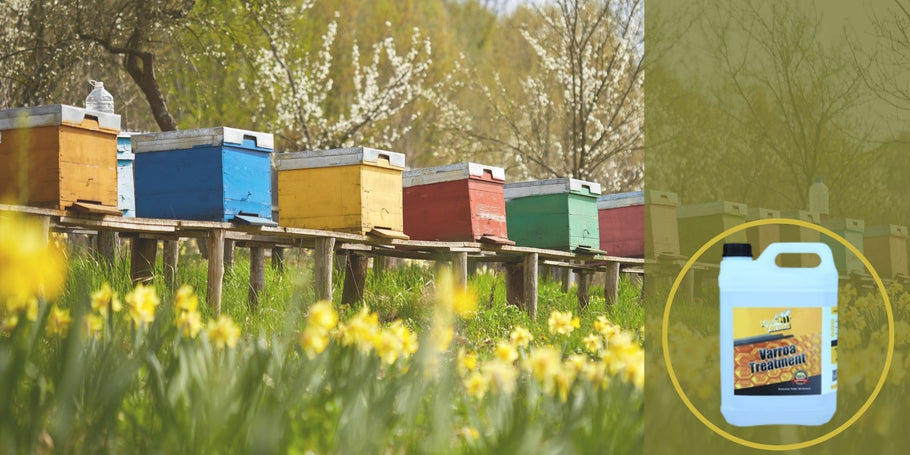 Strategieën om de Varroa-uitdaging te overwinnen: Kronieken van een bijenkorf