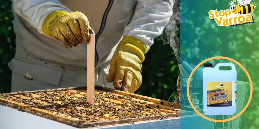 Varroabehandeling: wanneer moet u in actie komen om uw bijen te redden?