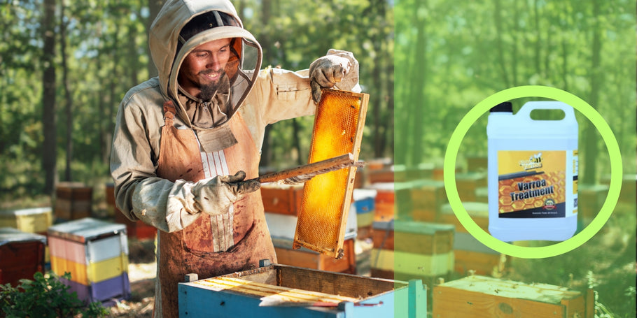 Antivarroabehandeling: bescherm je bijen en verhoog je honingproductie