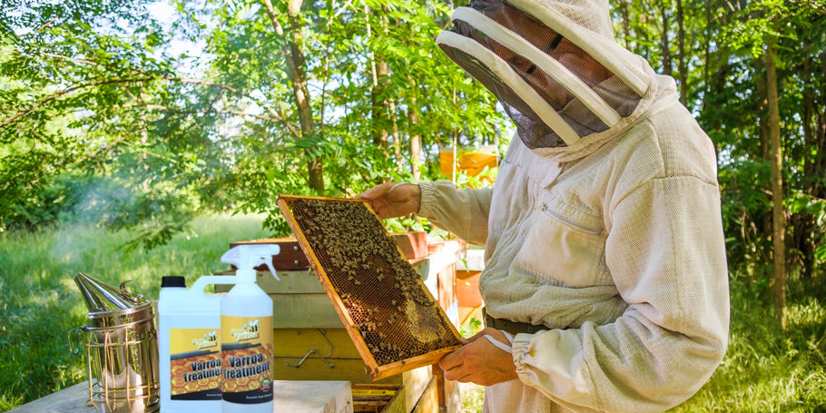 Varroamijten: een bedreiging voor bijen, oplossingen voor imkers