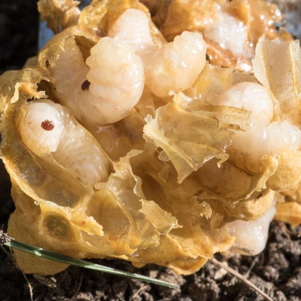 Imkerwaarschuwing: Varroa staat voor de deur!