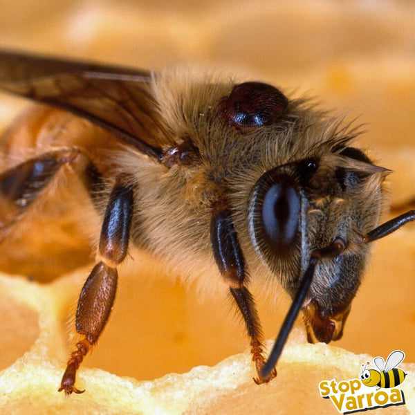 Bijen in gevaar: de plaag van de varroa