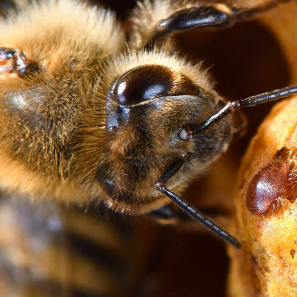 De meest effectieve producten en methoden tegen Varroa